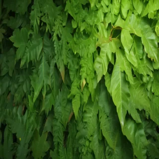 leaf background green