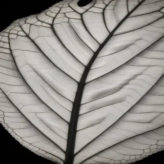 leaf in black and white