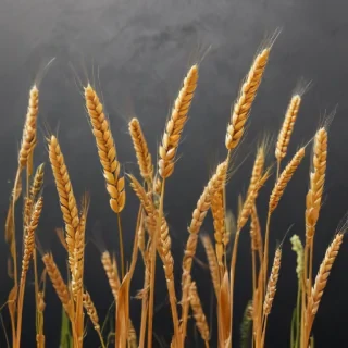 wheat png