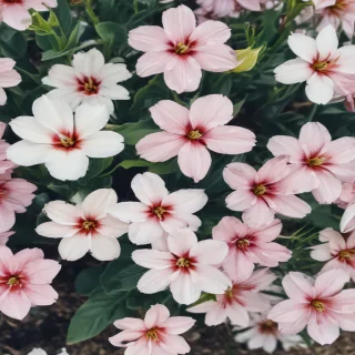 spring wallpaper phone