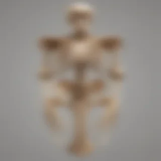 bones png