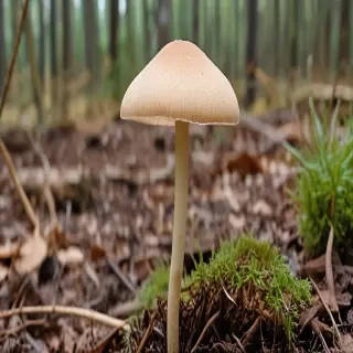 thin stemmed mushroom
