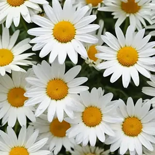 wallpaper daisy flower