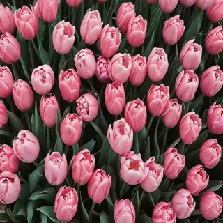 tulips wallpaper aesthetic