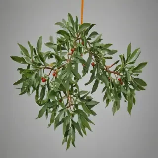 mistletoe png