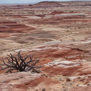 petrified forest