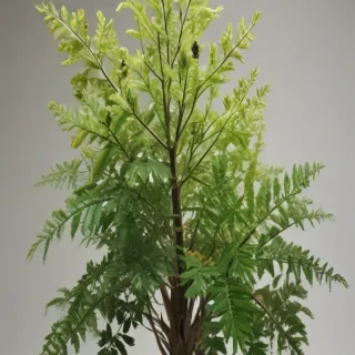 plant transparent
