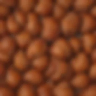 turkey png