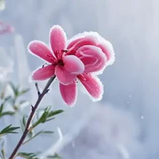 winter flower wallpaper background