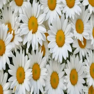 daisy background wallpaper