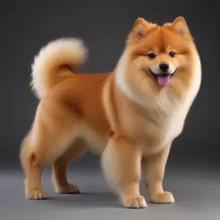 xiasi dog breed