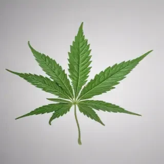 marijuana leaf transparent background