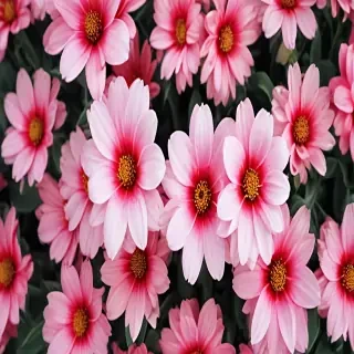 background flower cute wallpapers