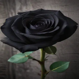 black rose photo