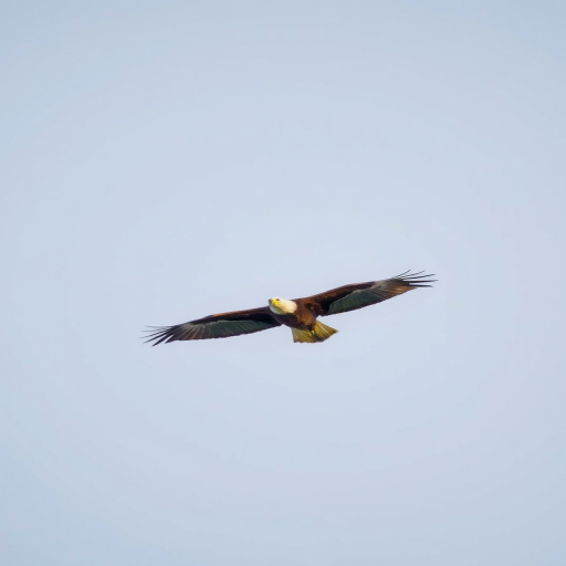 Eagle flying in a clear sky, captured with a DSLR camera, 300mm lens, ISO 400, f/5.6, 1/1000s, shot from a low angle to emphasize wingspan, natural light for sharp details and vibrant colors.