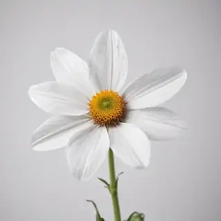flower on white background