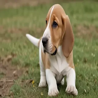 basset retriever