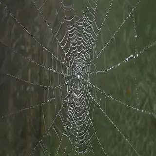 spiderweb