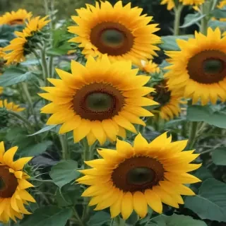 sunflowers aesthetic