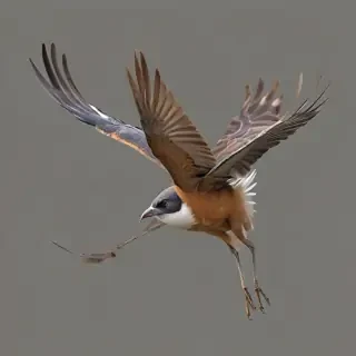 bird flying png