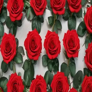 red roses aesthetic
