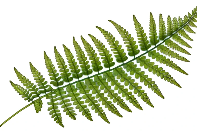 fern png