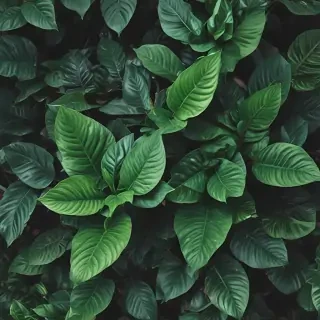 plant wallpaper iphone