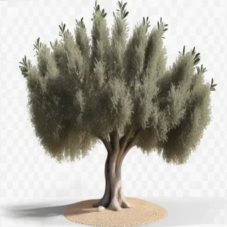 olive tree png