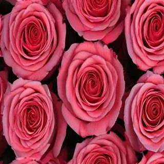 roses background