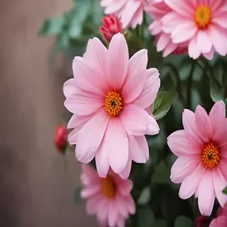 flower background for phone