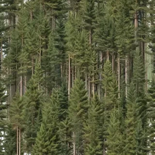 pine trees transparent background