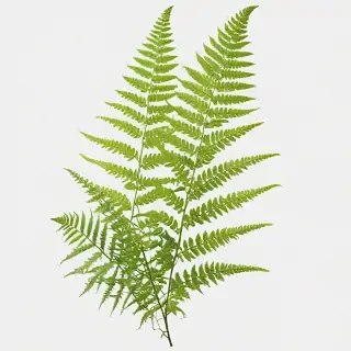 transparent fern png
