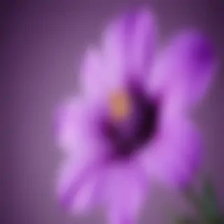purple flower iphone wallpaper
