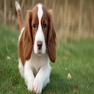 welsh springer spaniel