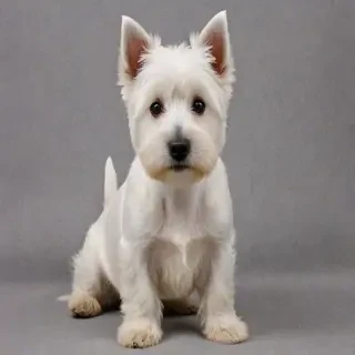 west highland terrier