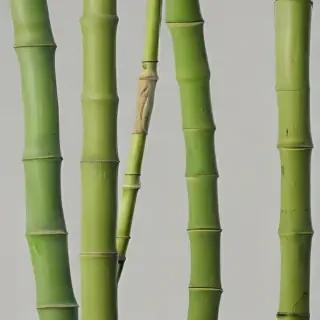 bamboo png