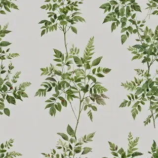 plant transparent background