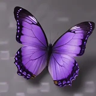 aesthetic purple butterfly