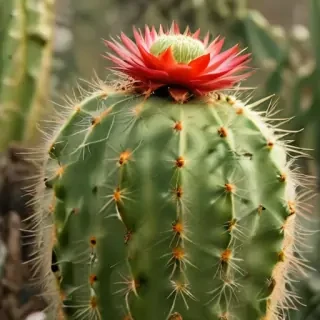 cactus fruit