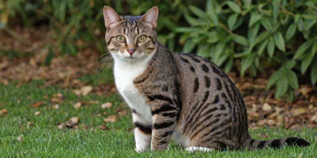 california spangled cat breed