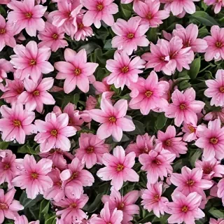 spring wallpaper phone