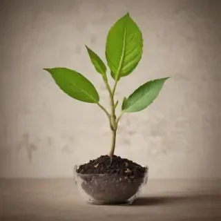 seedling png