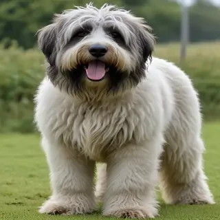 bergamasco sheepdog