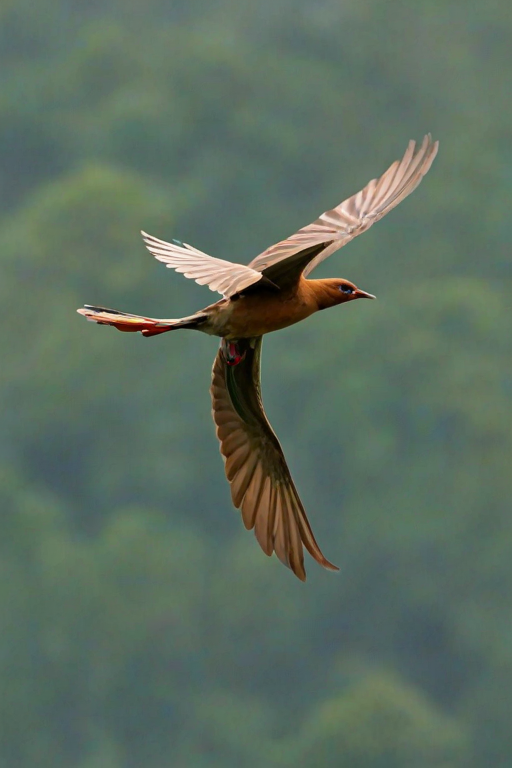 png birds flying