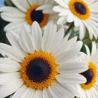 iphone daisy wallpaper