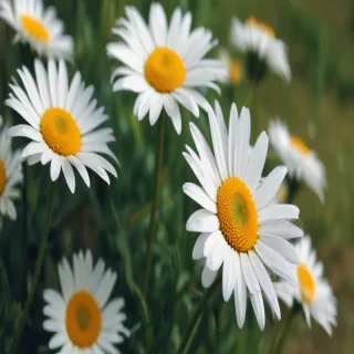 daisy wallpaper iphone