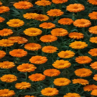 marigold png