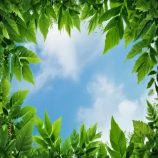 green leaves background