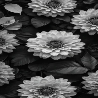 black and white wallpaper iphone