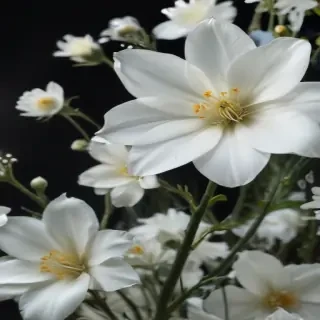 white flower transparent